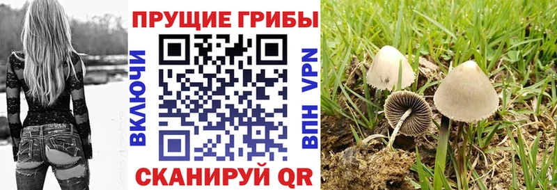 Псилоцибиновые грибы Psilocybe  Дно 